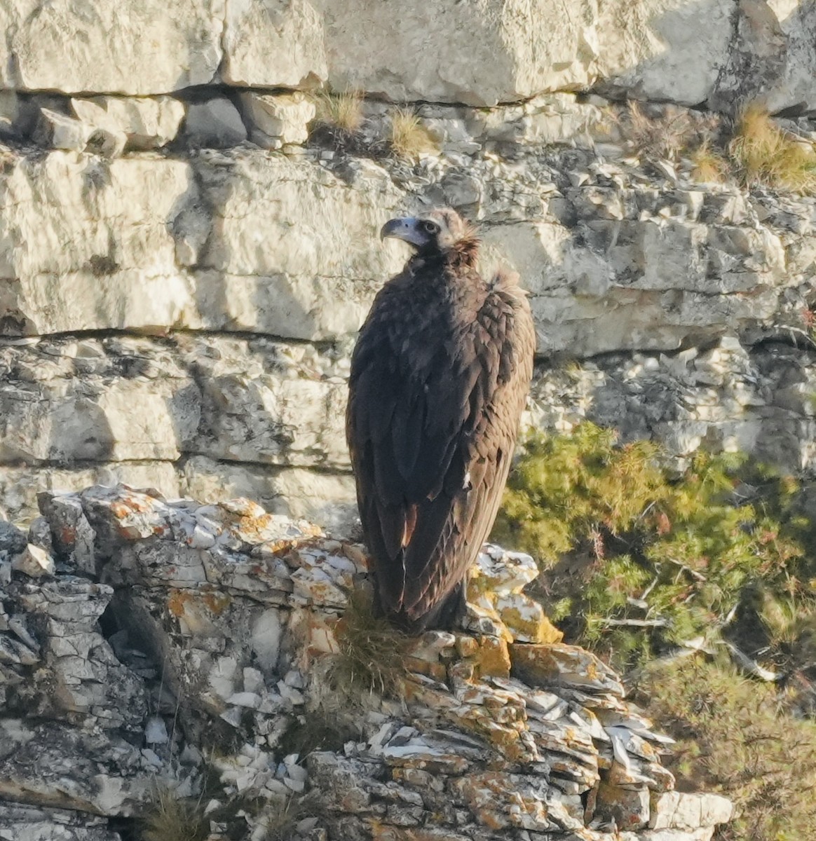 sup hnědý - ML645109311