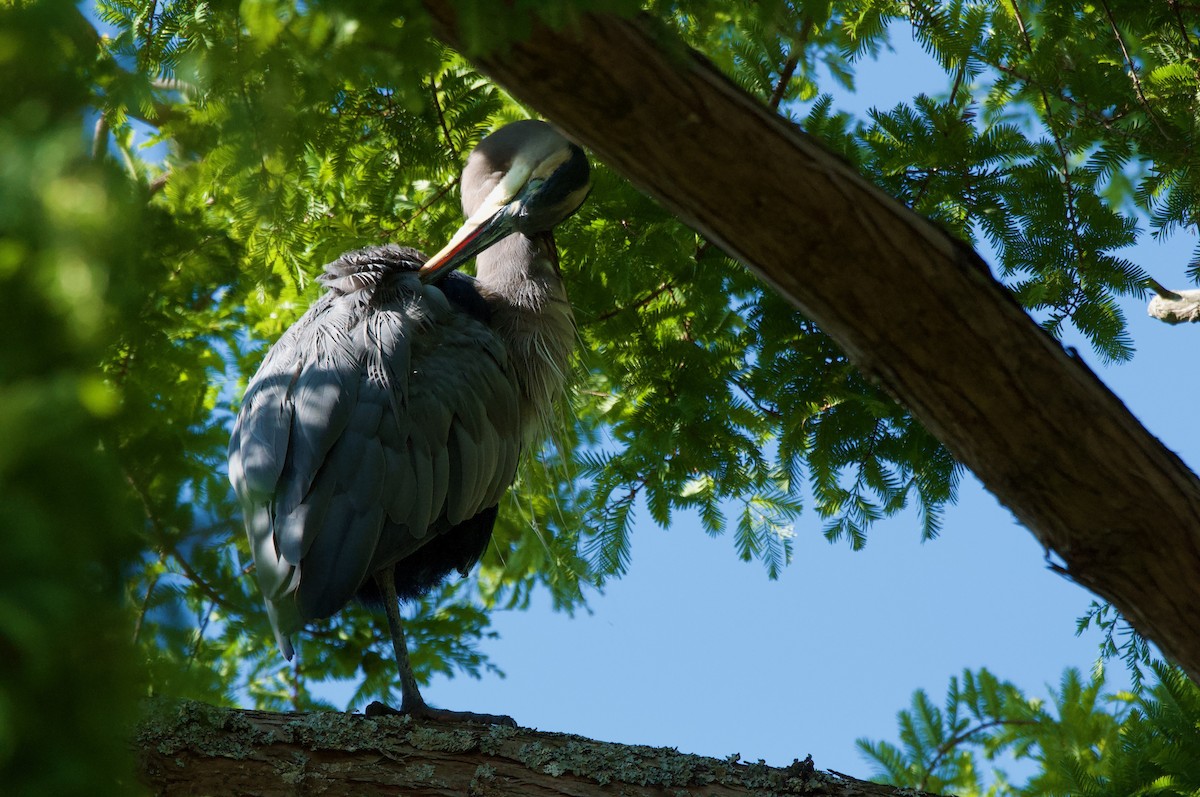 Great Blue Heron - ML645109319