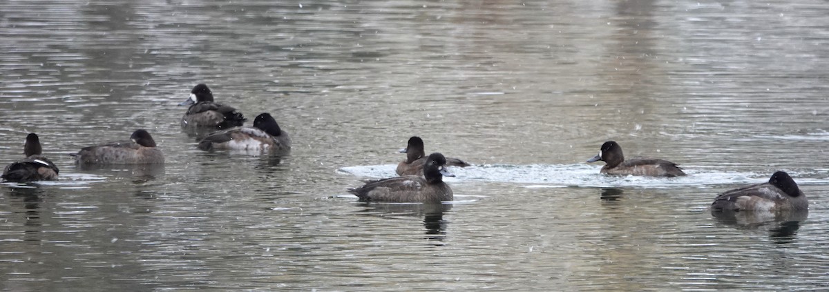 Lesser Scaup - ML645109320