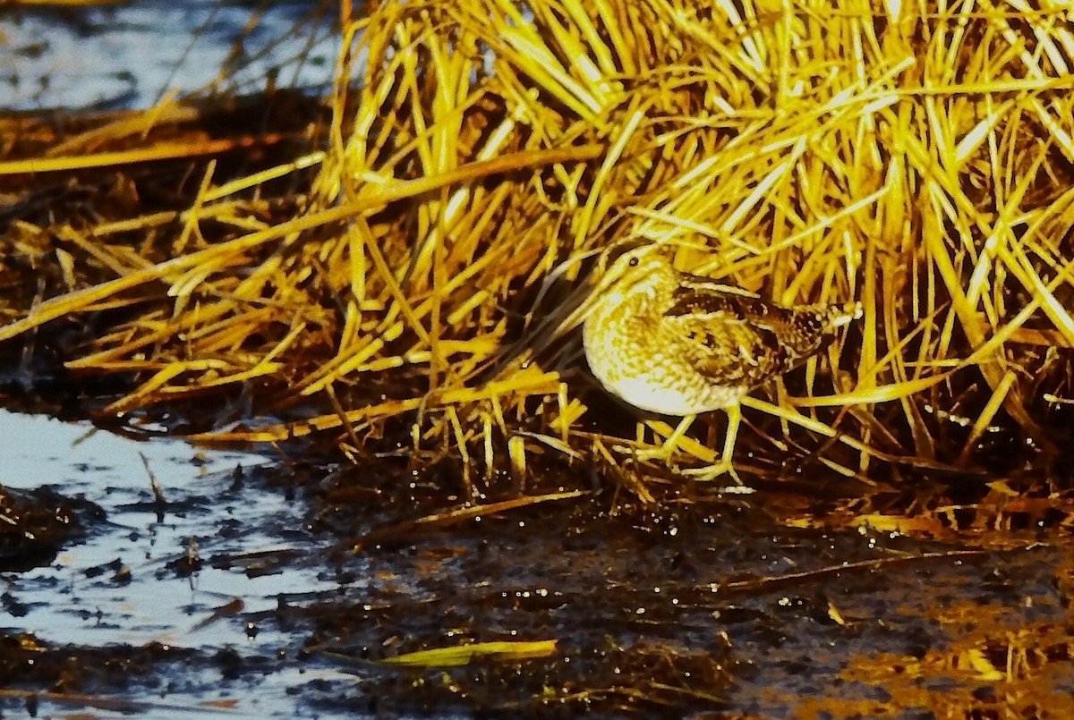 Wilson's Snipe - ML645109328