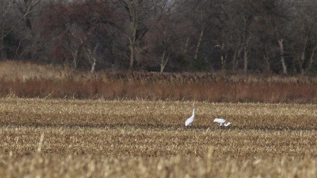 trompettrane - ML645109337