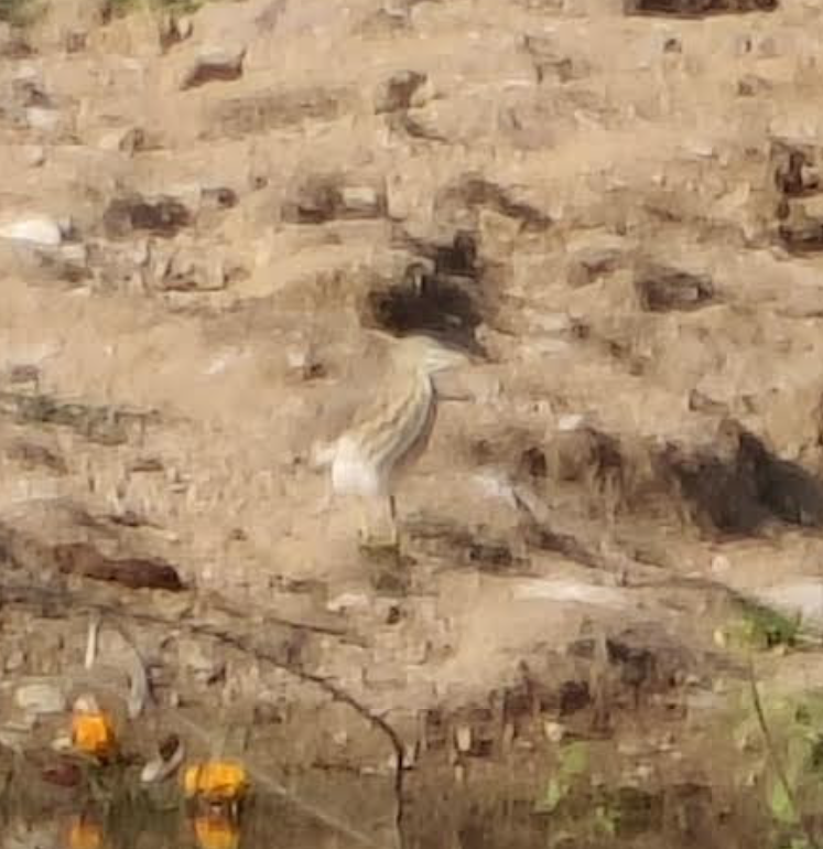 Indian Pond-Heron - ML645109374