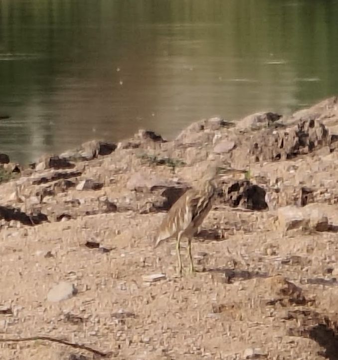 Indian Pond-Heron - ML645109375