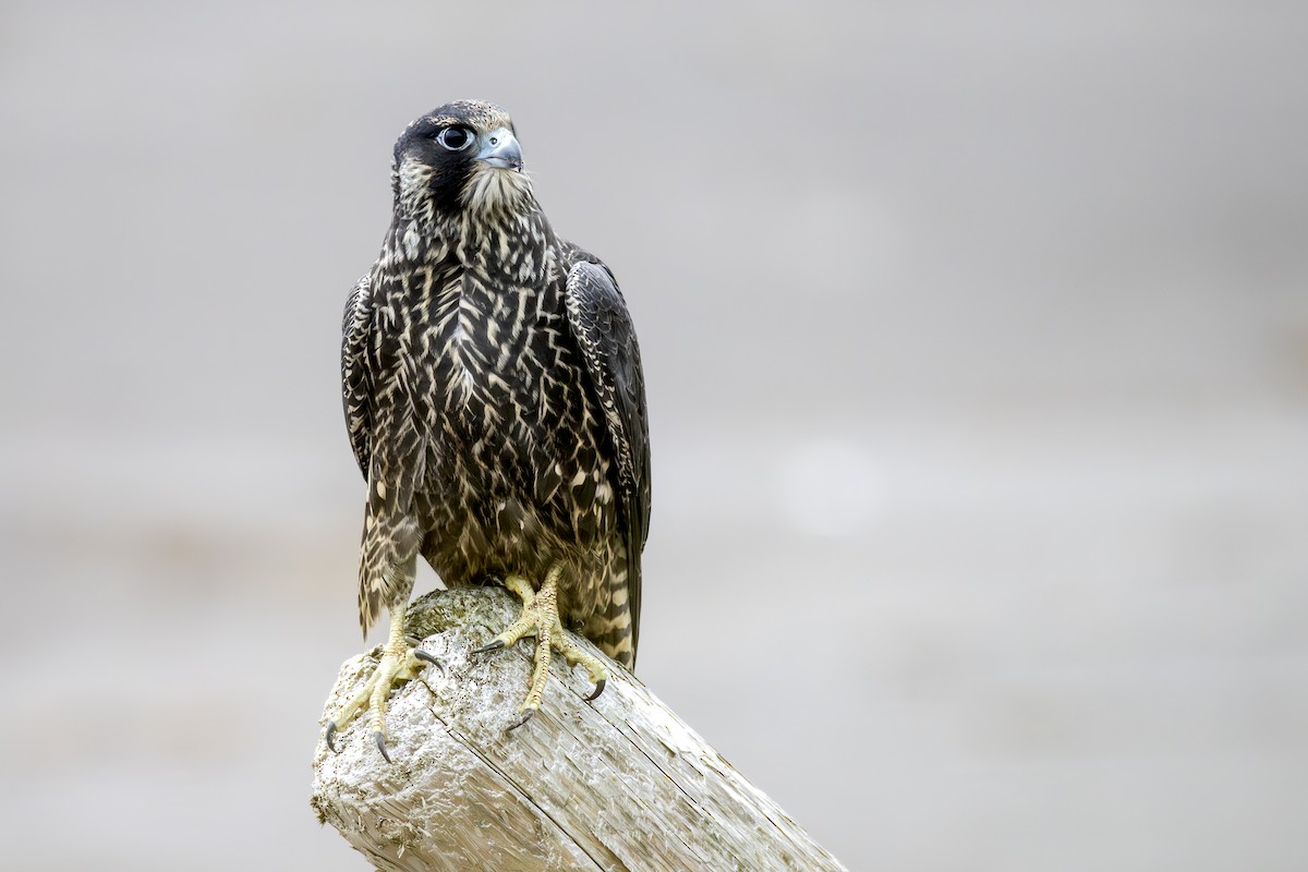 Peregrine Falcon (Peale's) - ML645109384
