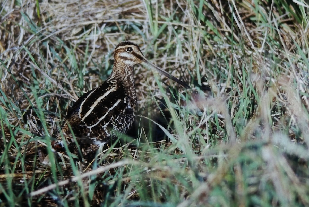 Wilson's Snipe - ML645109398