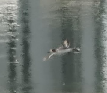 Lavandera Blanca - ML645109405