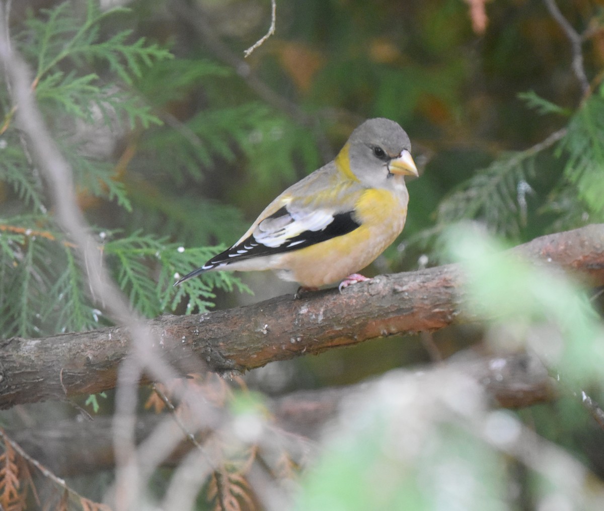 Evening Grosbeak - ML645109407