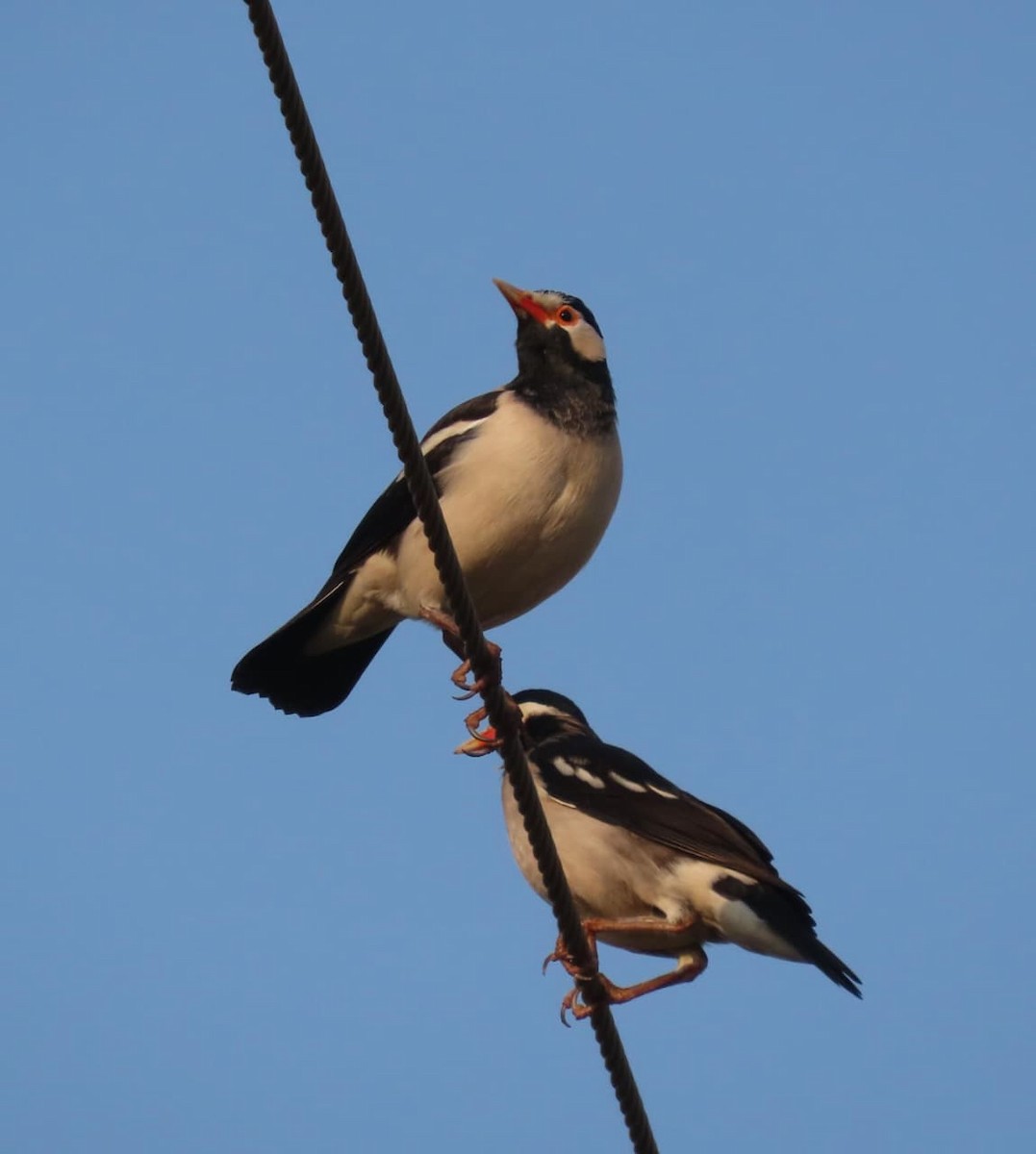 Indian Pied Starling - ML645109413