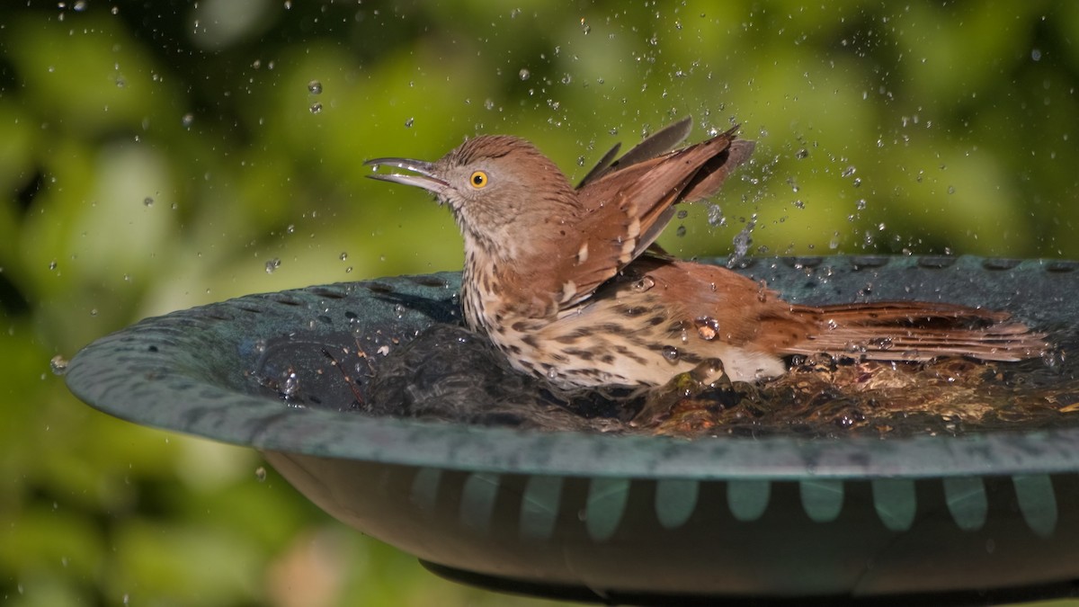 דשוש חום - ML645109420