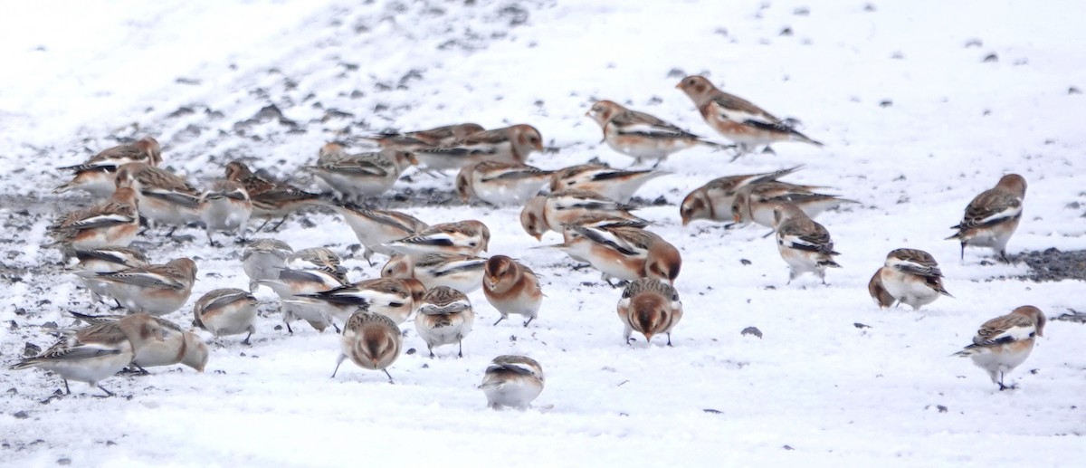 Snow Bunting - ML645109422