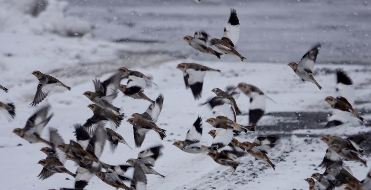 Snow Bunting - ML645109423