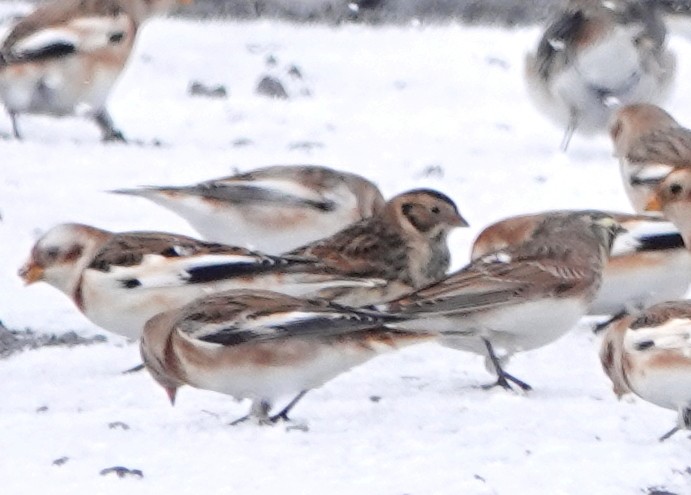 Lapland Longspur - ML645109431
