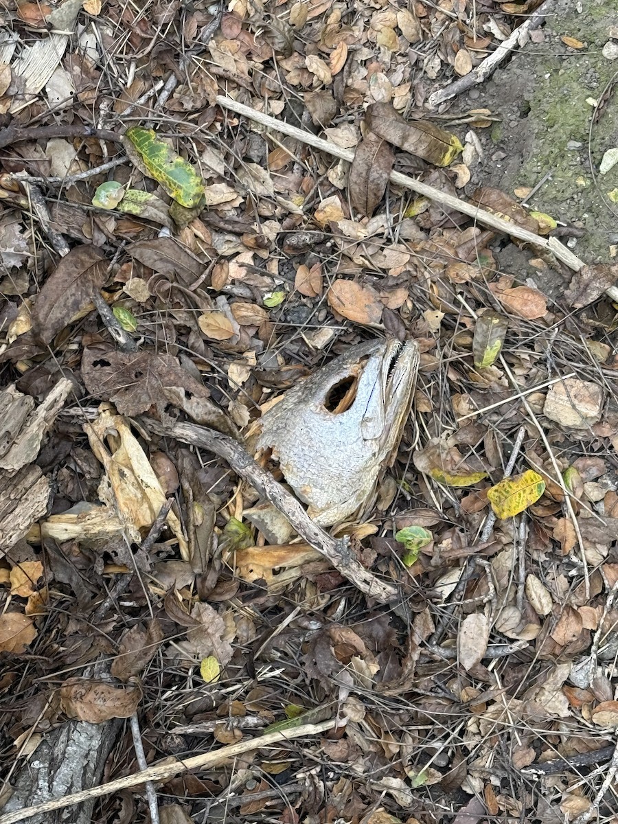 Animals - ML645109432