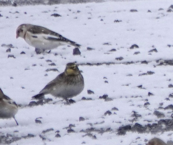 Horned Lark - ML645109438