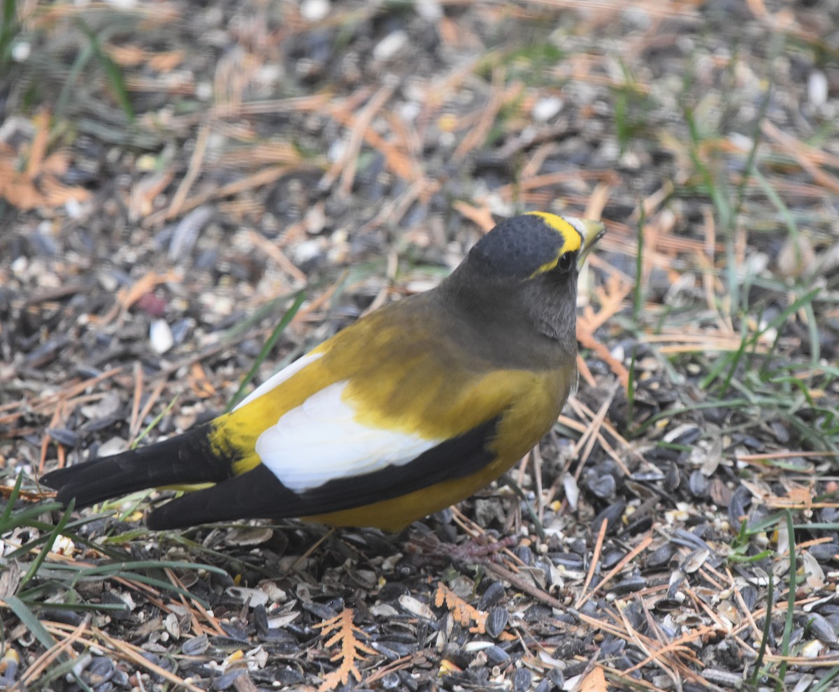 Evening Grosbeak - ML645109452