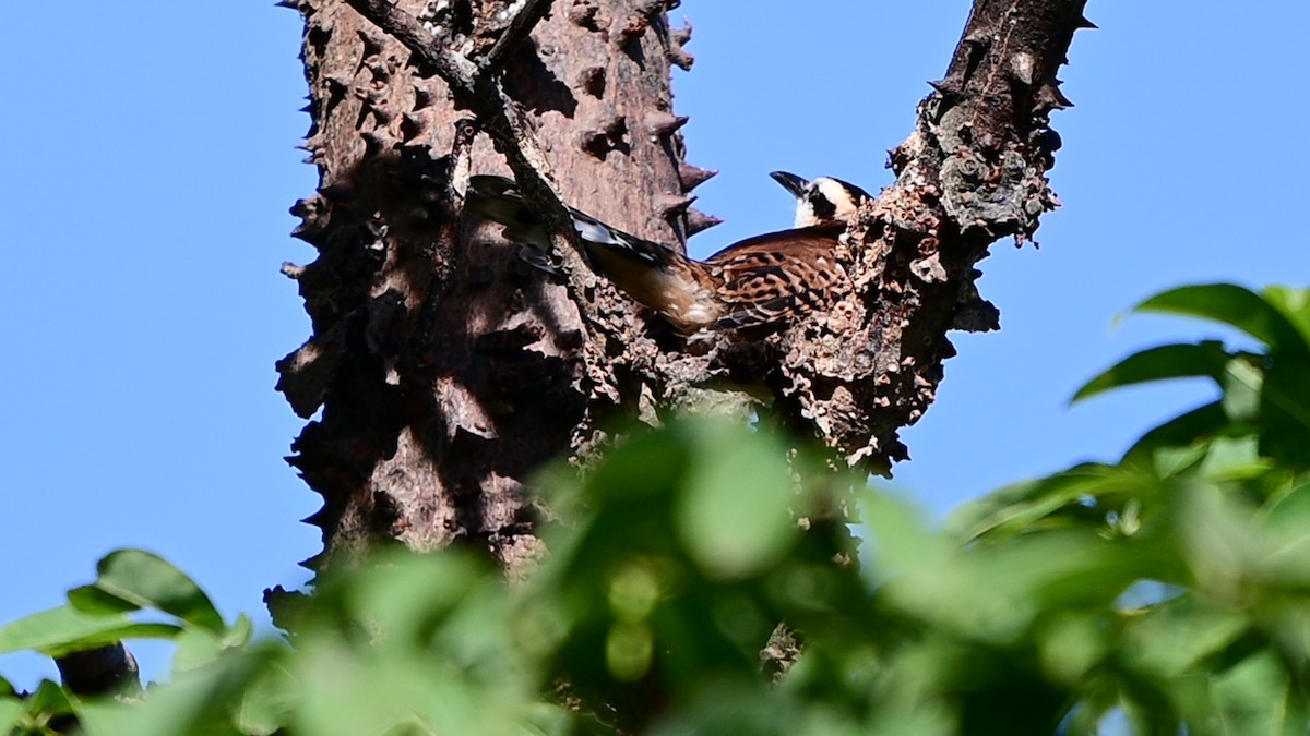 Rufous-backed Wren - ML645109467