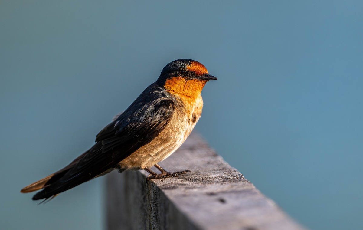 Pacific Swallow - ML645109468