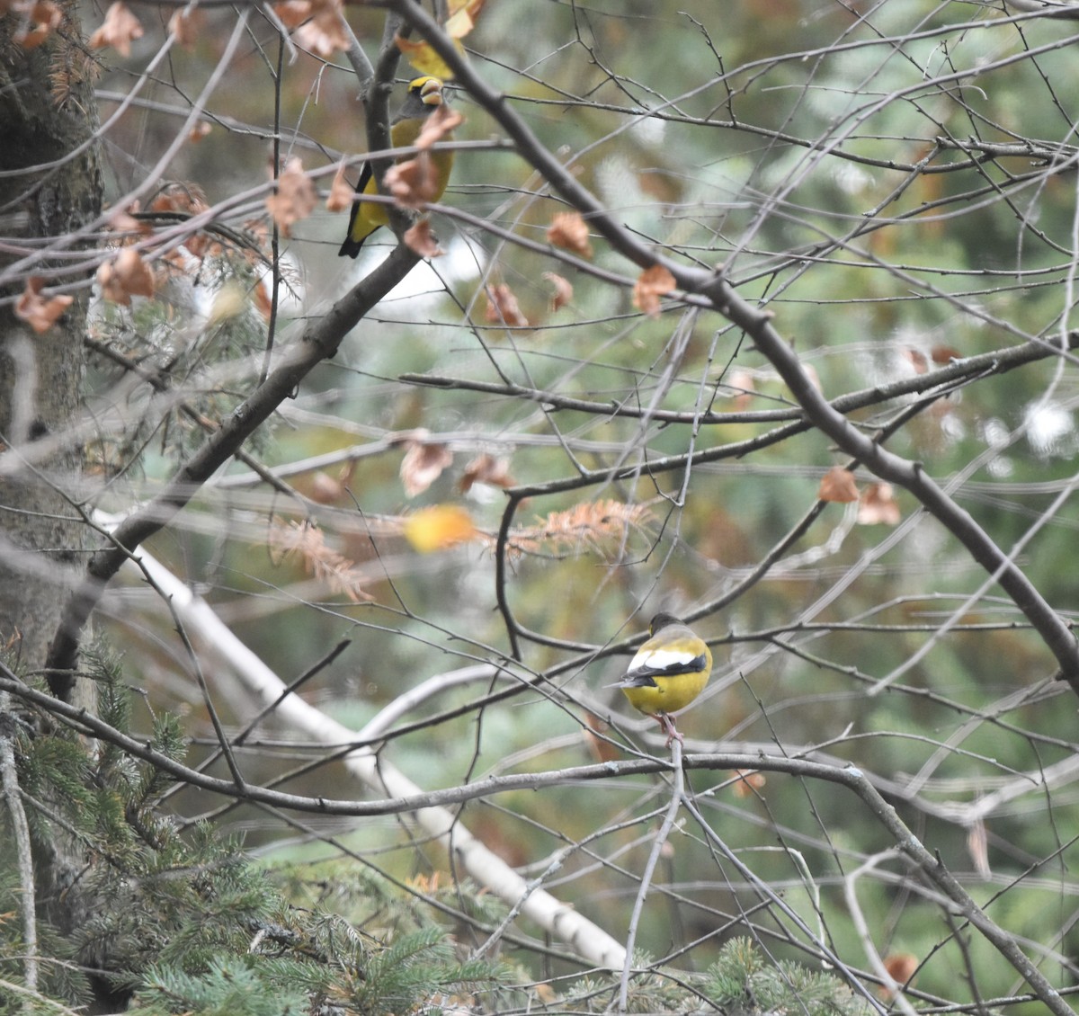 Evening Grosbeak - ML645109470
