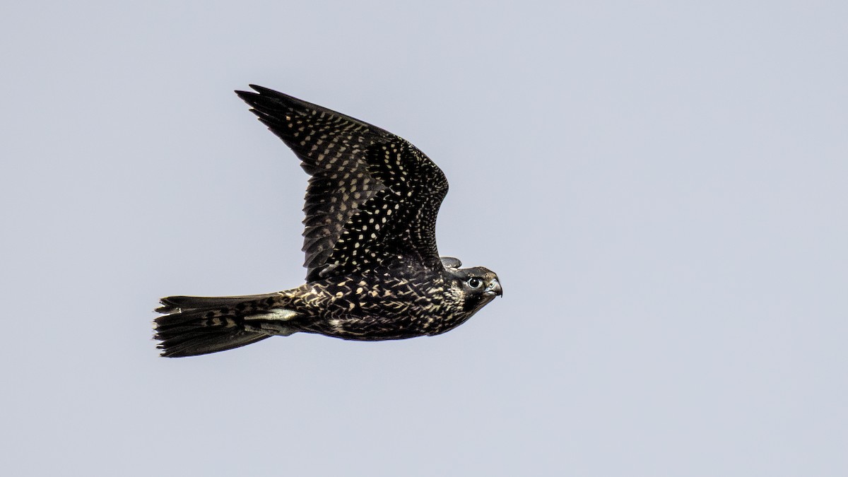 Peregrine Falcon (Peale's) - ML645109478
