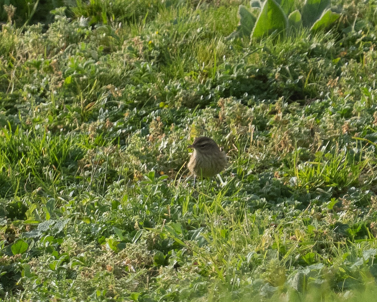Palm Warbler (Western) - ML645109483