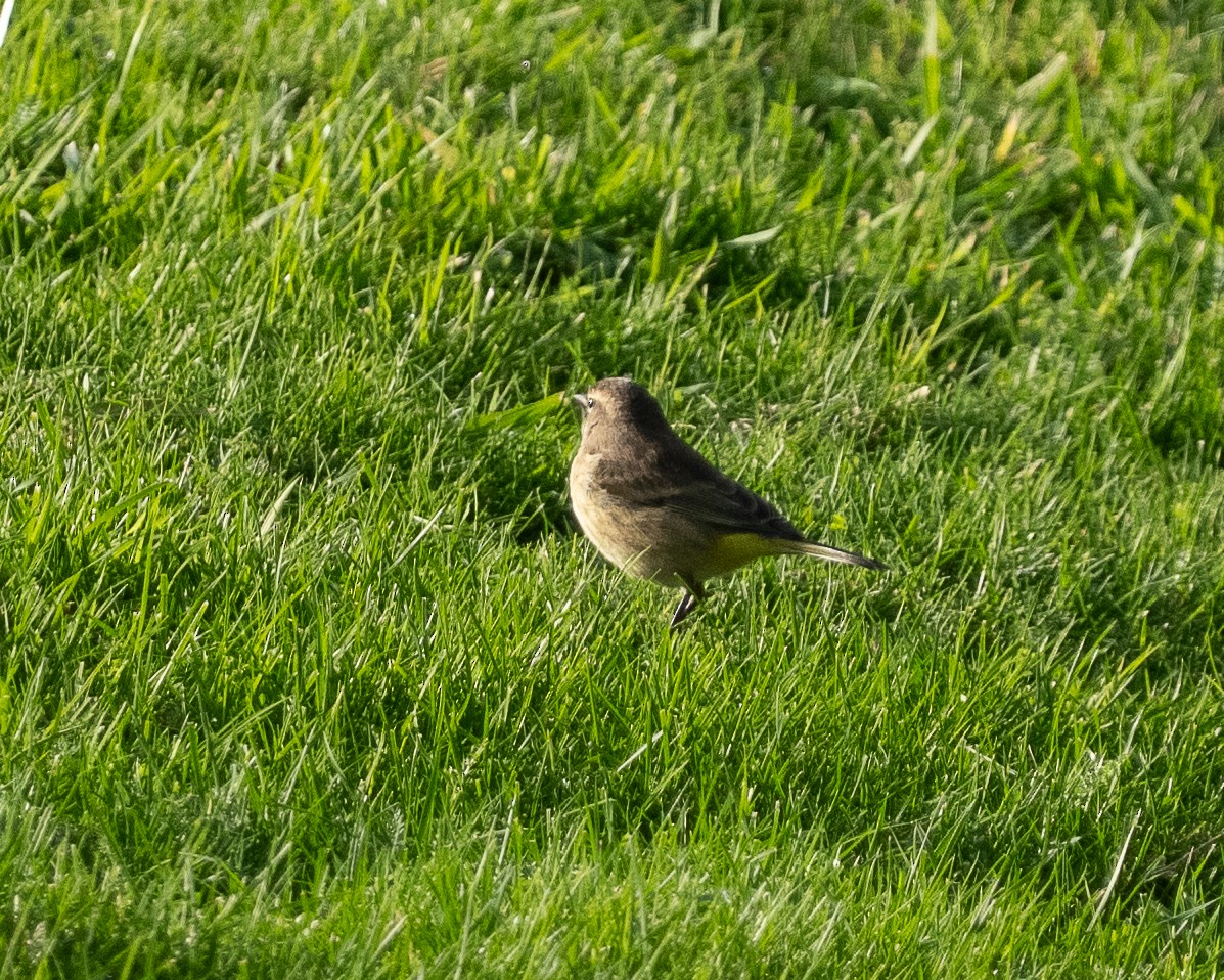 Palm Warbler (Western) - ML645109484