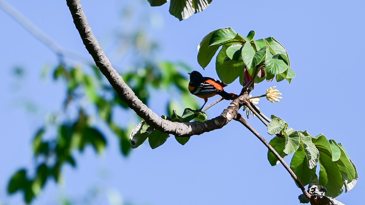 Балтиморский трупиал - ML645109485