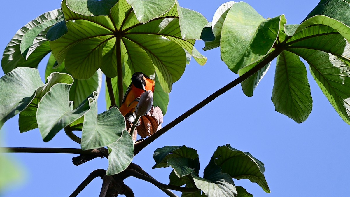 Балтиморский трупиал - ML645109486