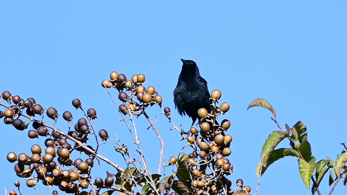 Melodious Blackbird - ML645109490