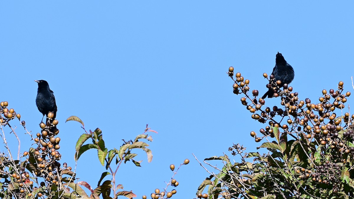 Melodious Blackbird - ML645109491