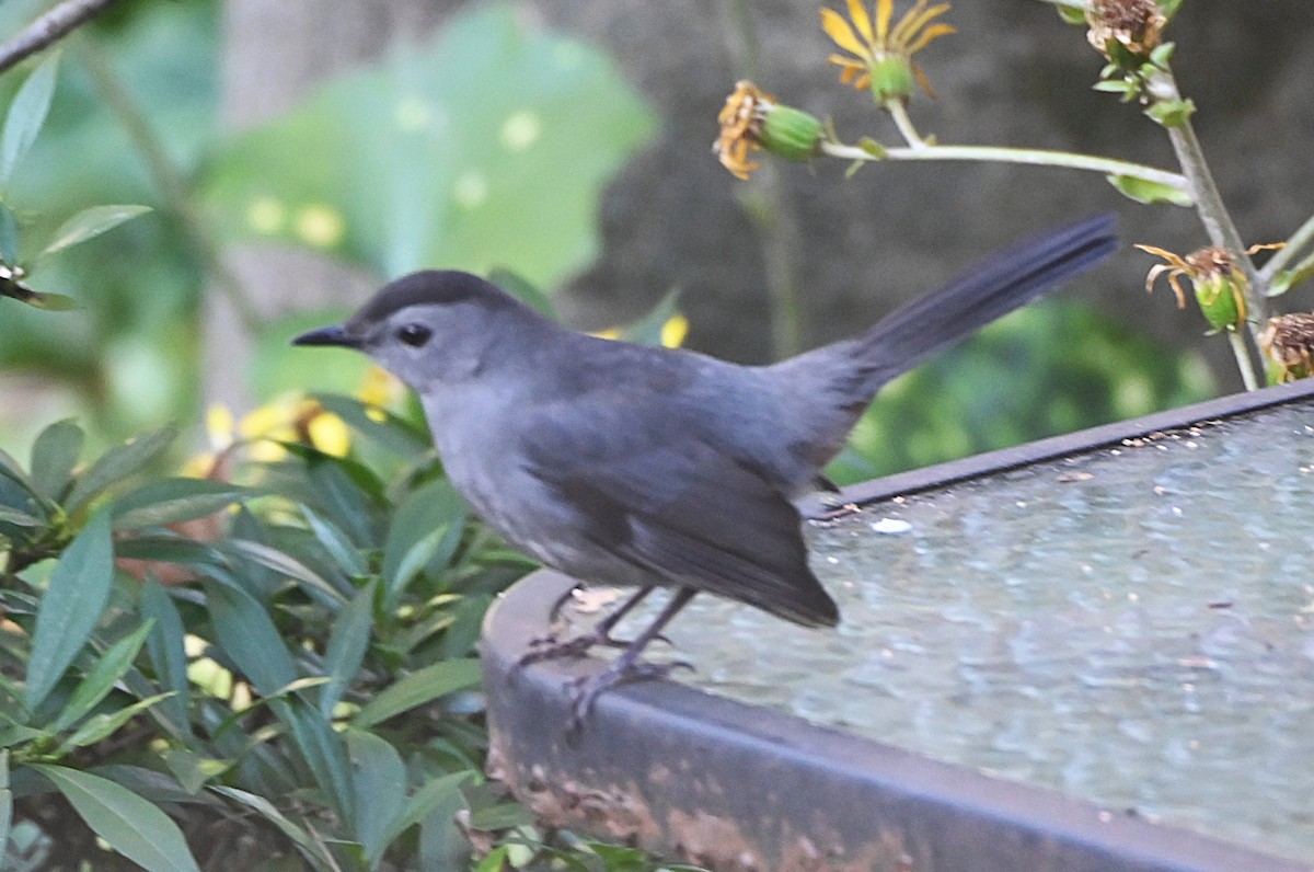 Gray Catbird - ML645109493