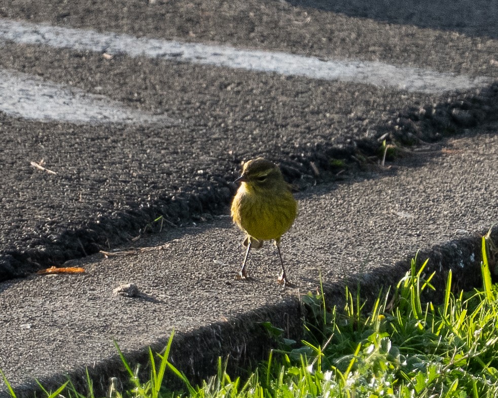 Palm Warbler (Yellow) - ML645109498