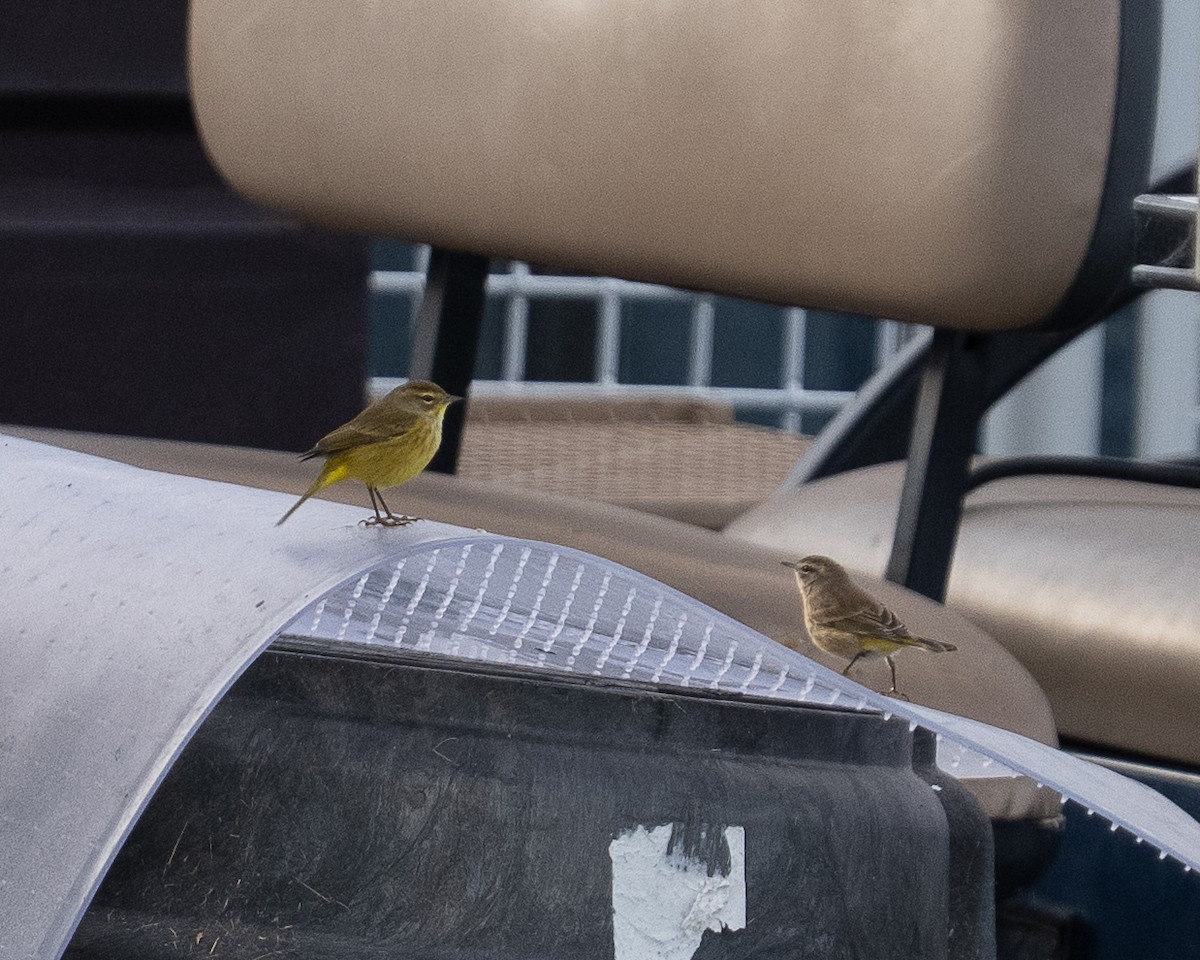 Palm Warbler (Yellow) - ML645109499