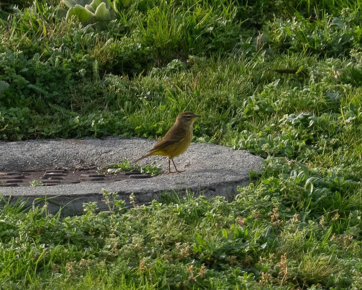 Palm Warbler (Yellow) - ML645109500