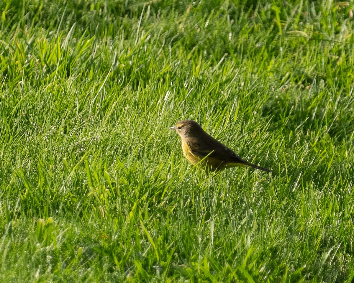 Palm Warbler (Yellow) - ML645109501