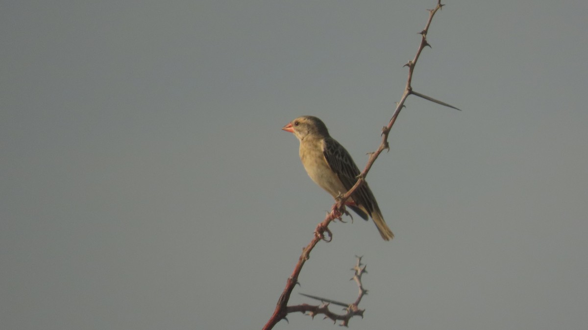 Red-billed Quelea - ML645109502