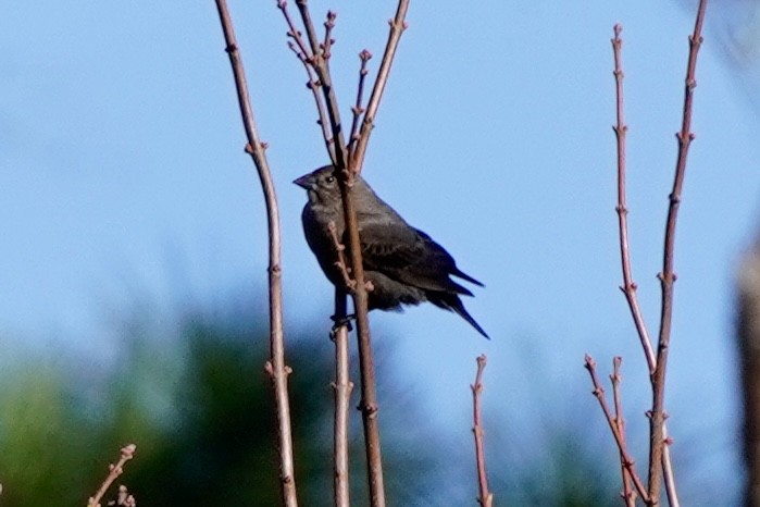 brunhodetrupial - ML645109505