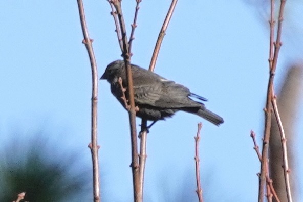 brunhodetrupial - ML645109506