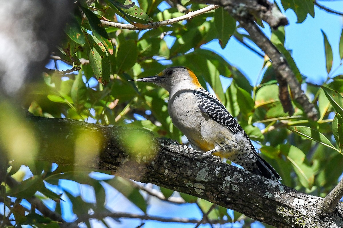 Golden-fronted Woodpecker - ML645109519