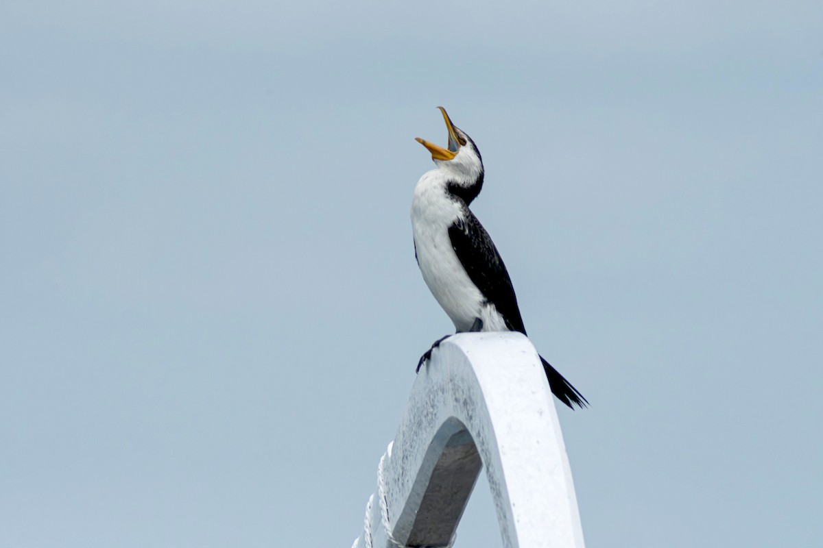 Little Pied Cormorant - ML645109526