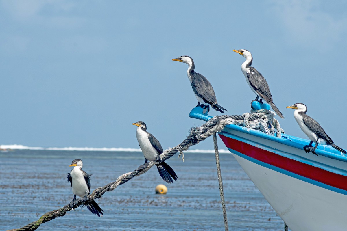 Little Pied Cormorant - ML645109527