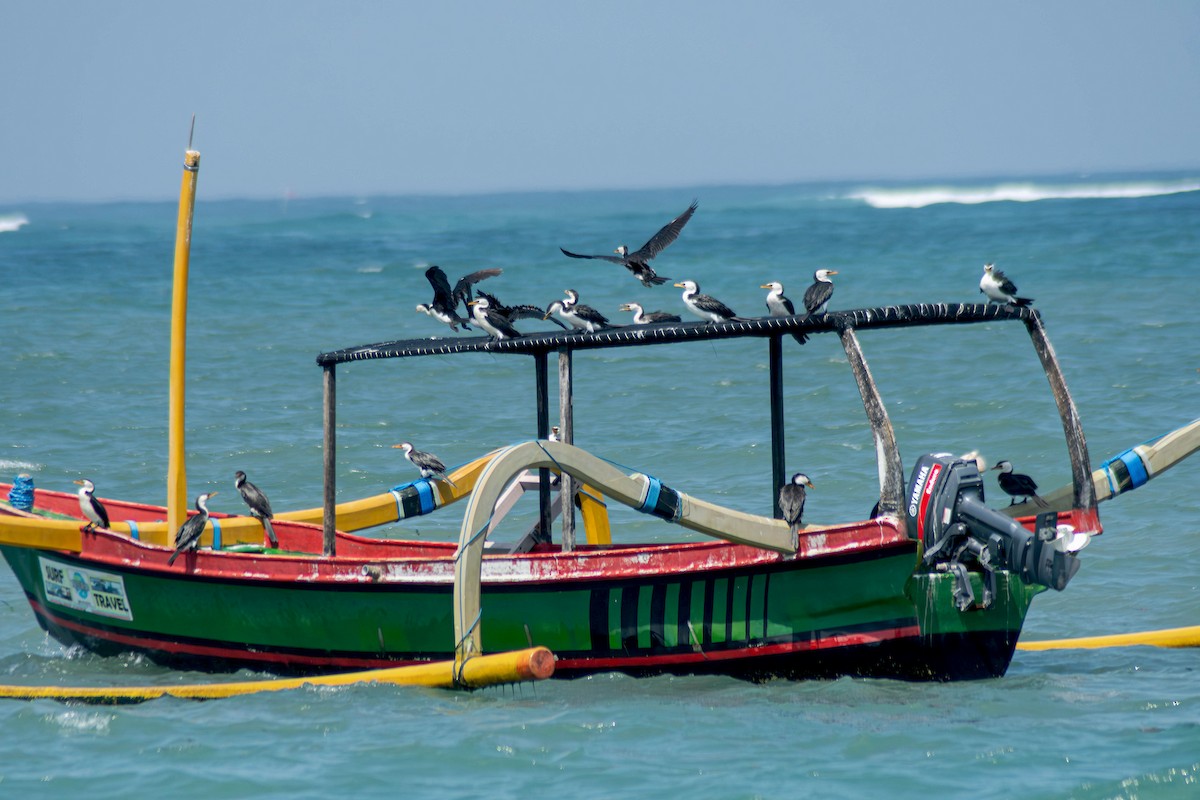 Little Pied Cormorant - ML645109528