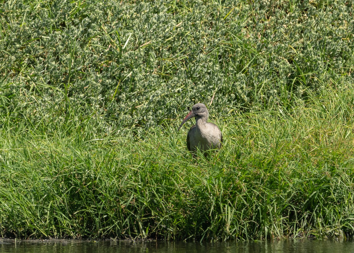 Hadada Ibis - ML645109530