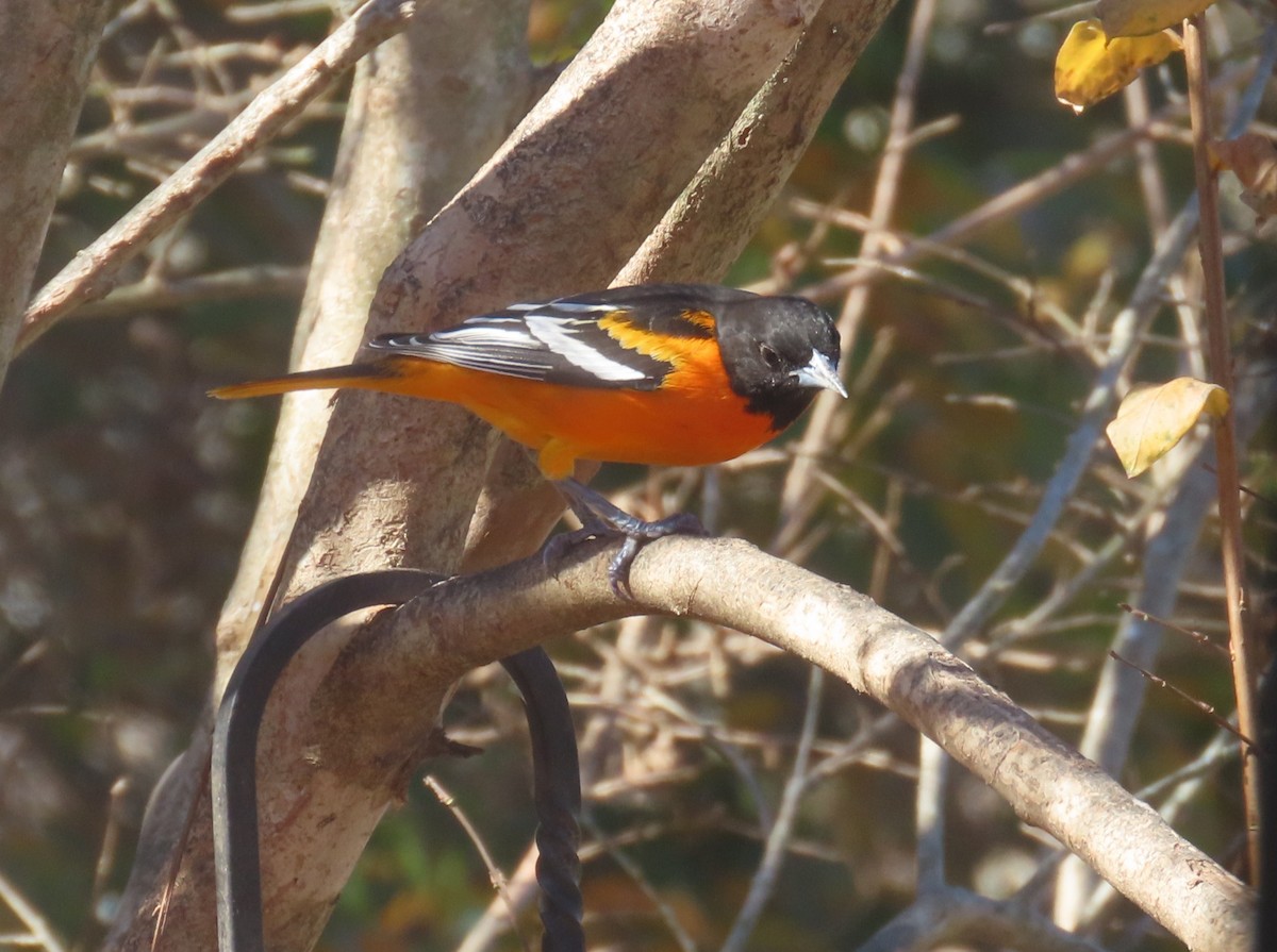 Балтиморский трупиал - ML645109562