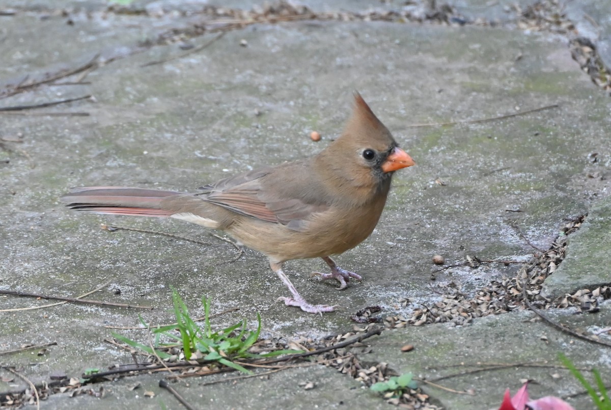 Northern Cardinal - ML645109579