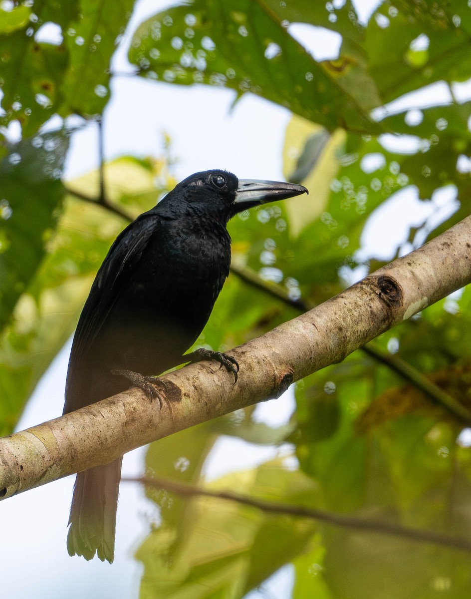 Black Butcherbird - ML645109588