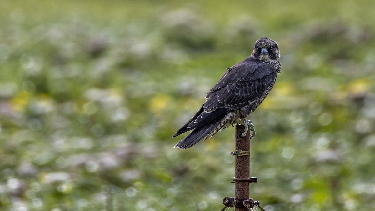 Peregrine Falcon (Peale's) - ML645109594