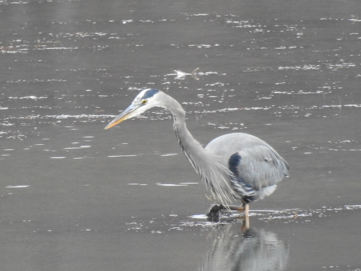 volavka velká - ML645109600