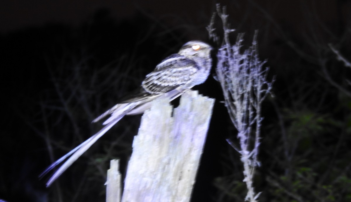 lelek nůžkoocasý - ML645109609