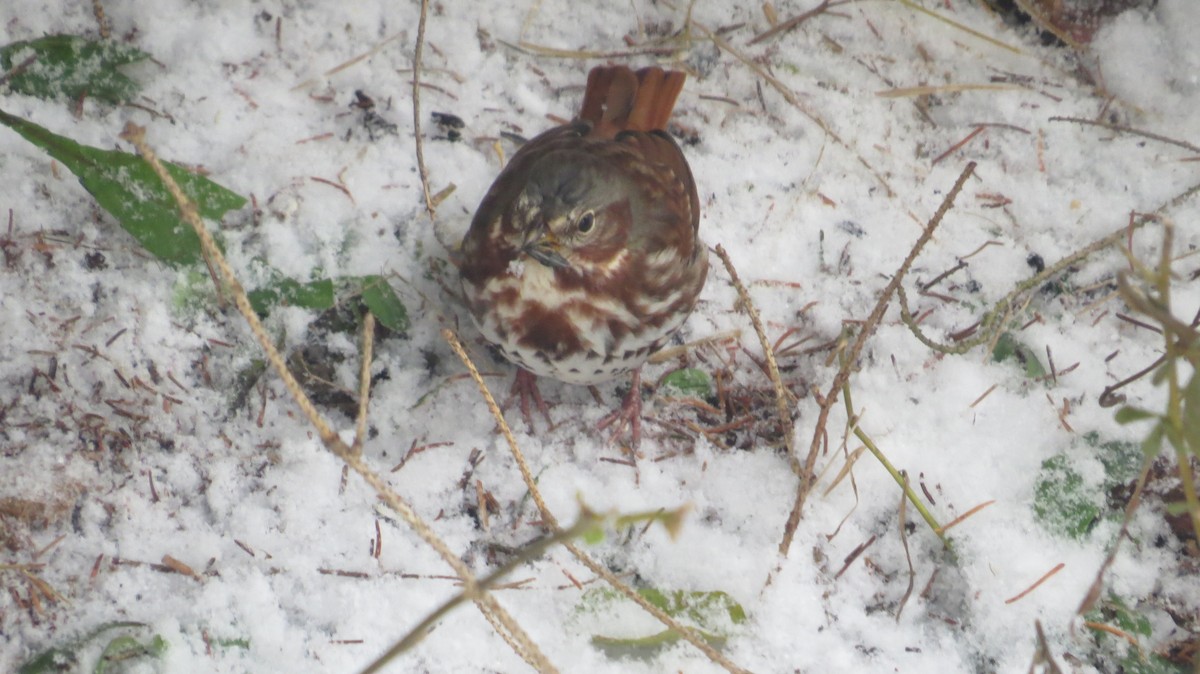 Fox Sparrow - ML645109615