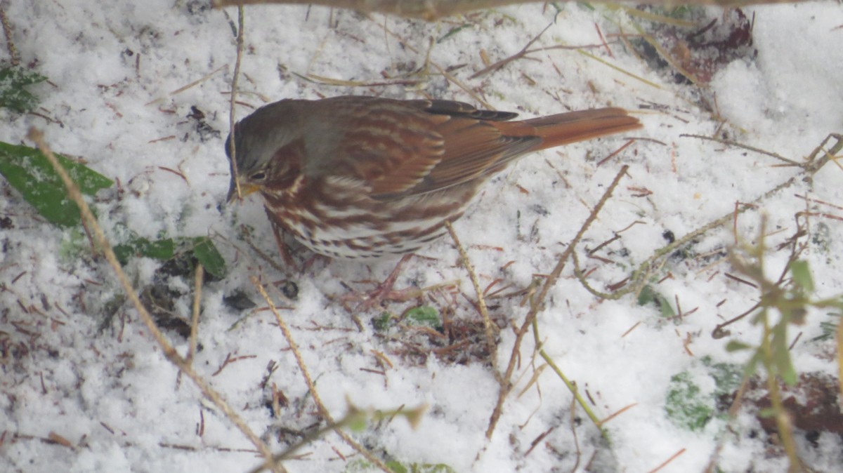 Fox Sparrow - ML645109616